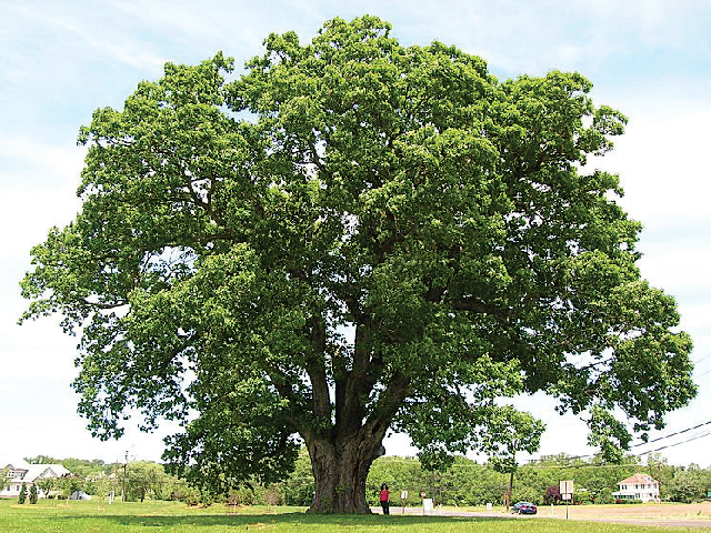 Oak tree. Photo by Msact (Creative commons)