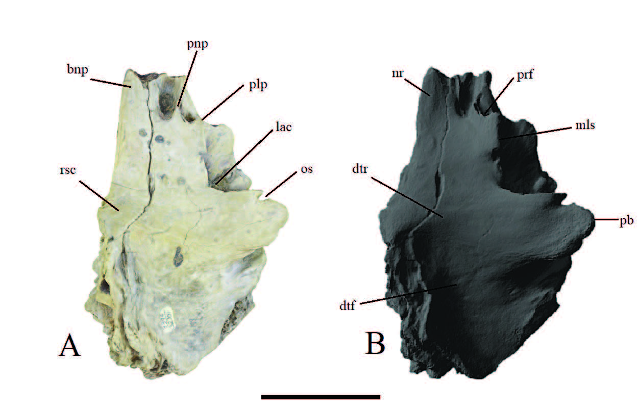 A) SDNHM 32701 and B) 3D-model in dorsal view